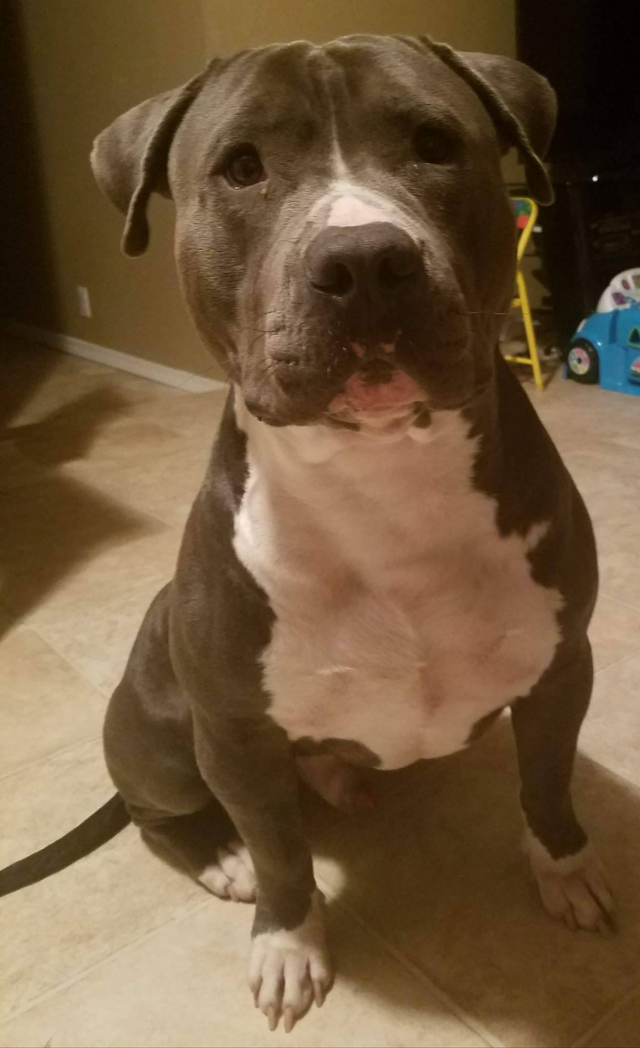 Dog Featured Image