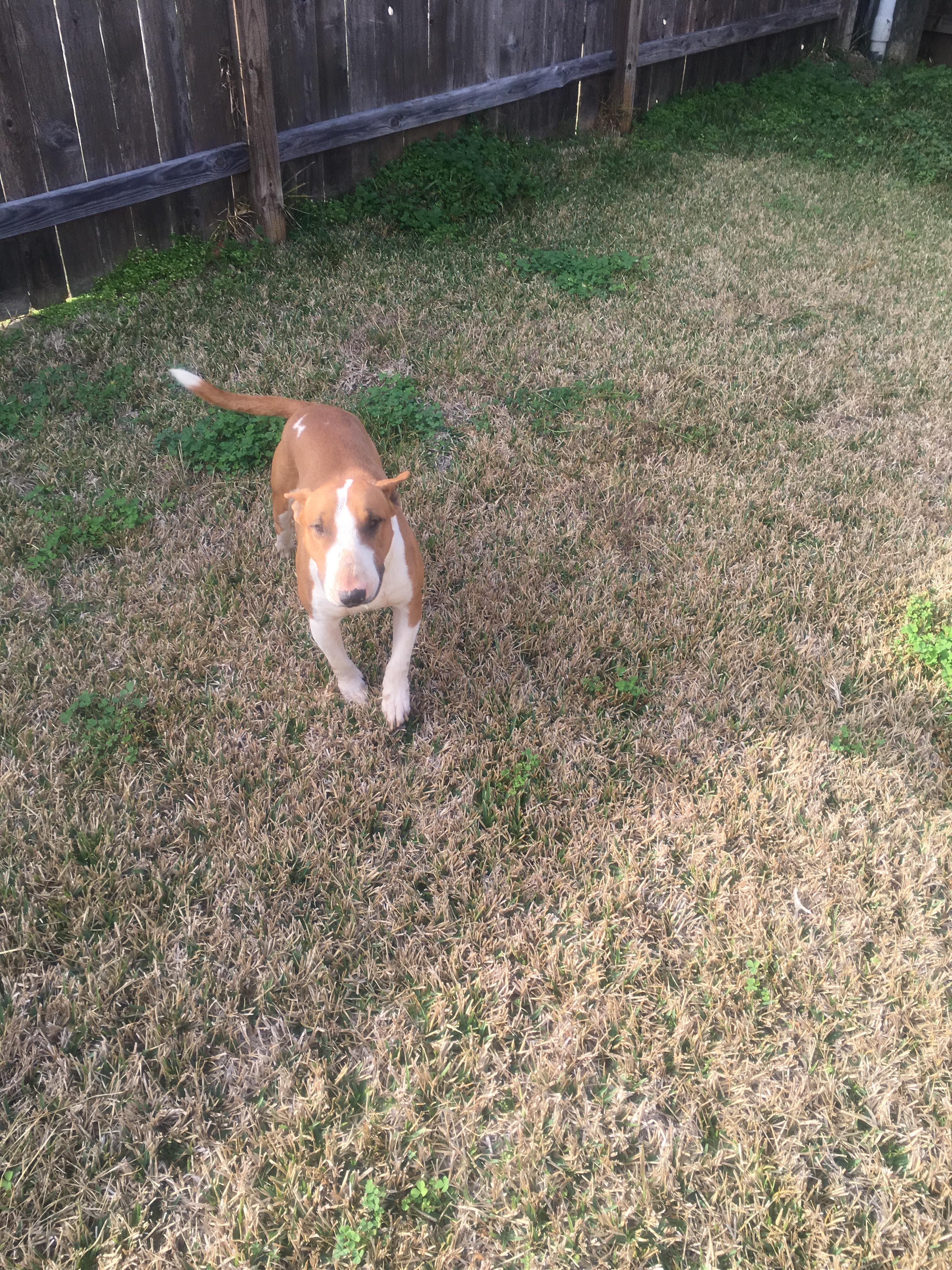 Dog Featured Image