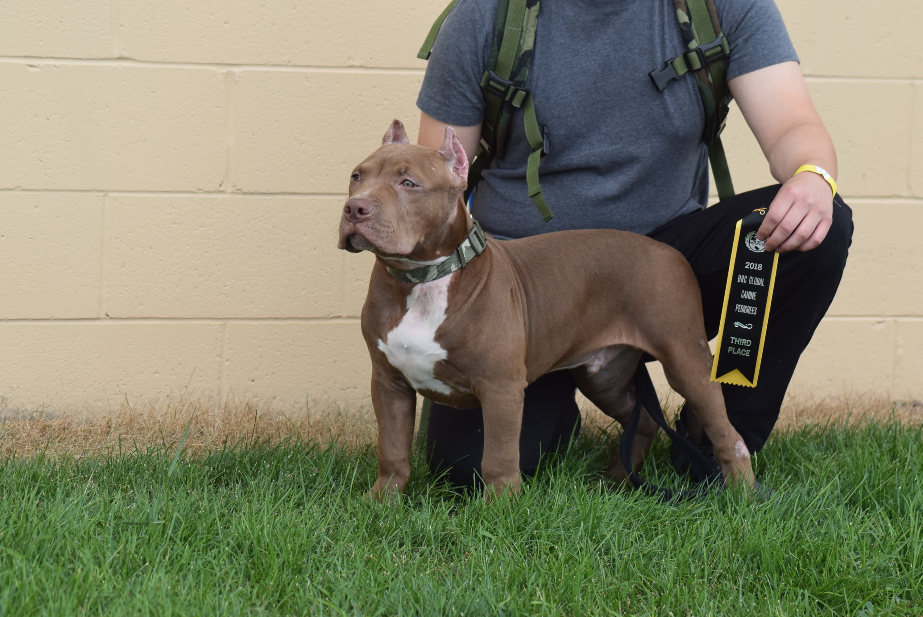 Dog Featured Image