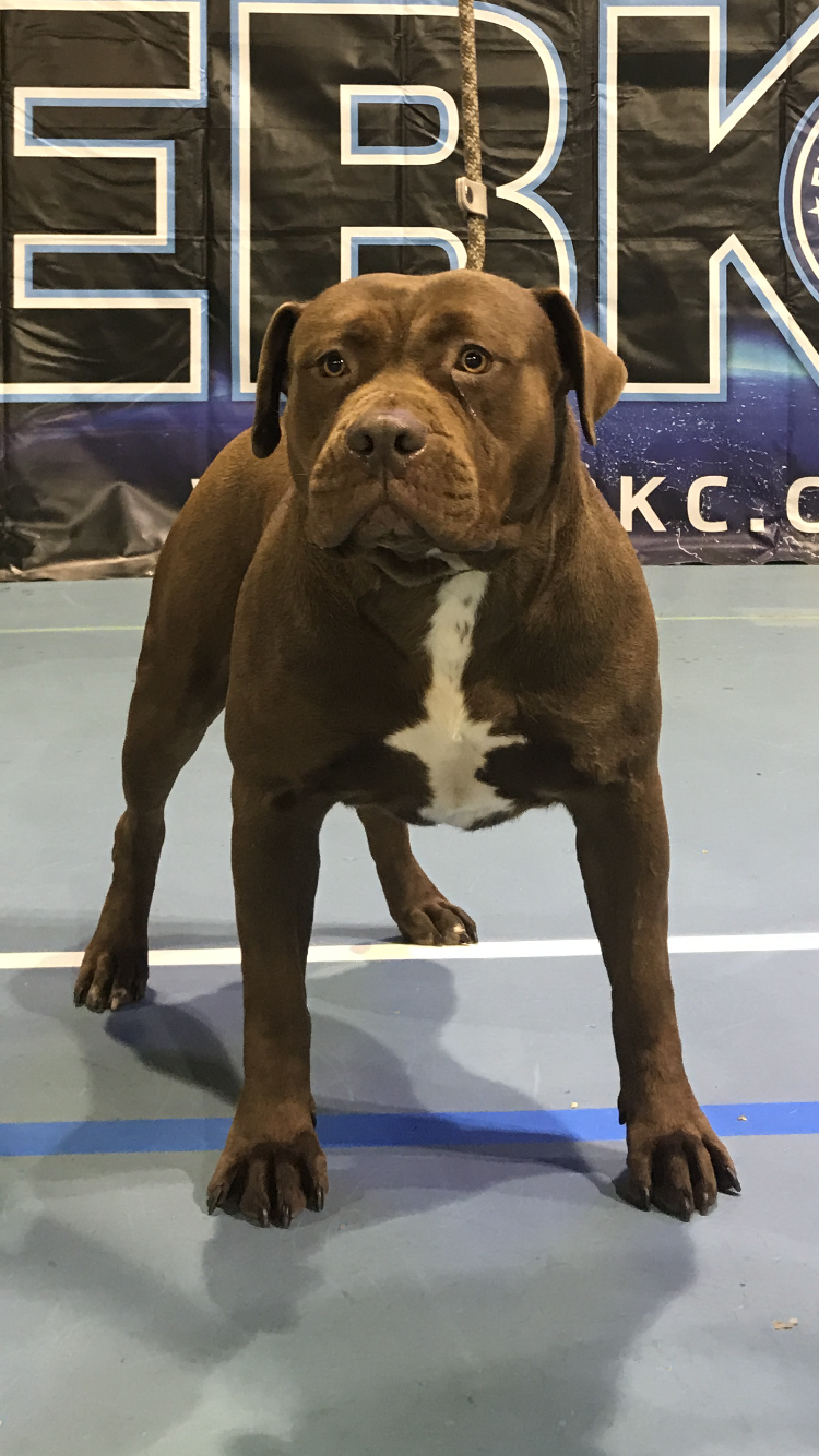 Dog Featured Image