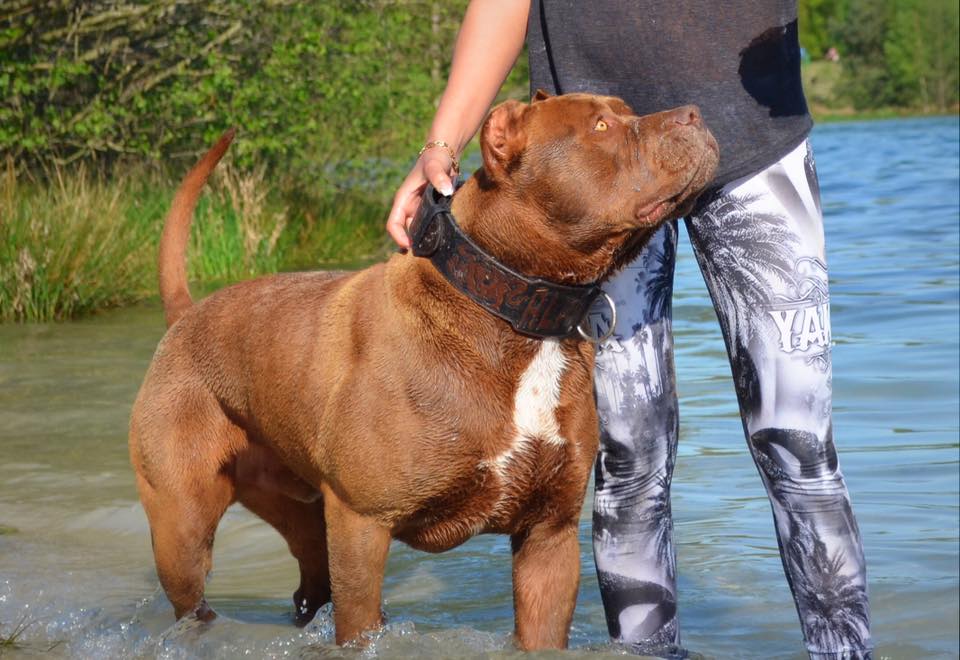 Dog Featured Image
