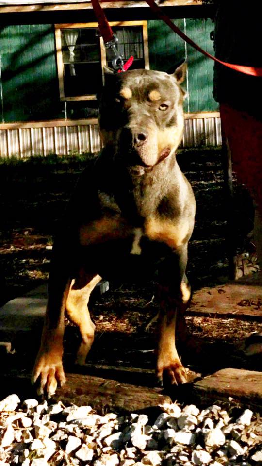 Dog Featured Image