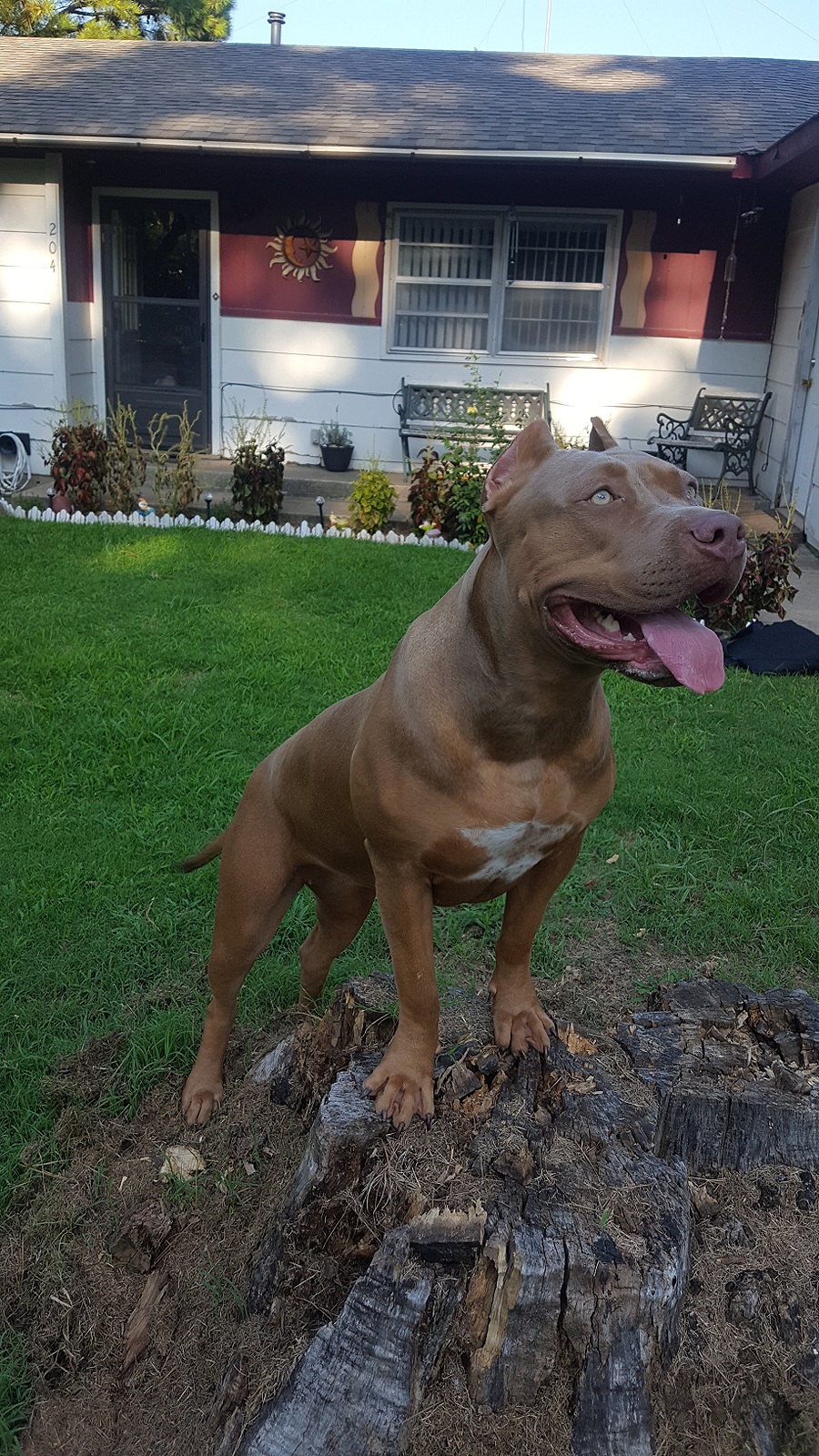 Dog Featured Image