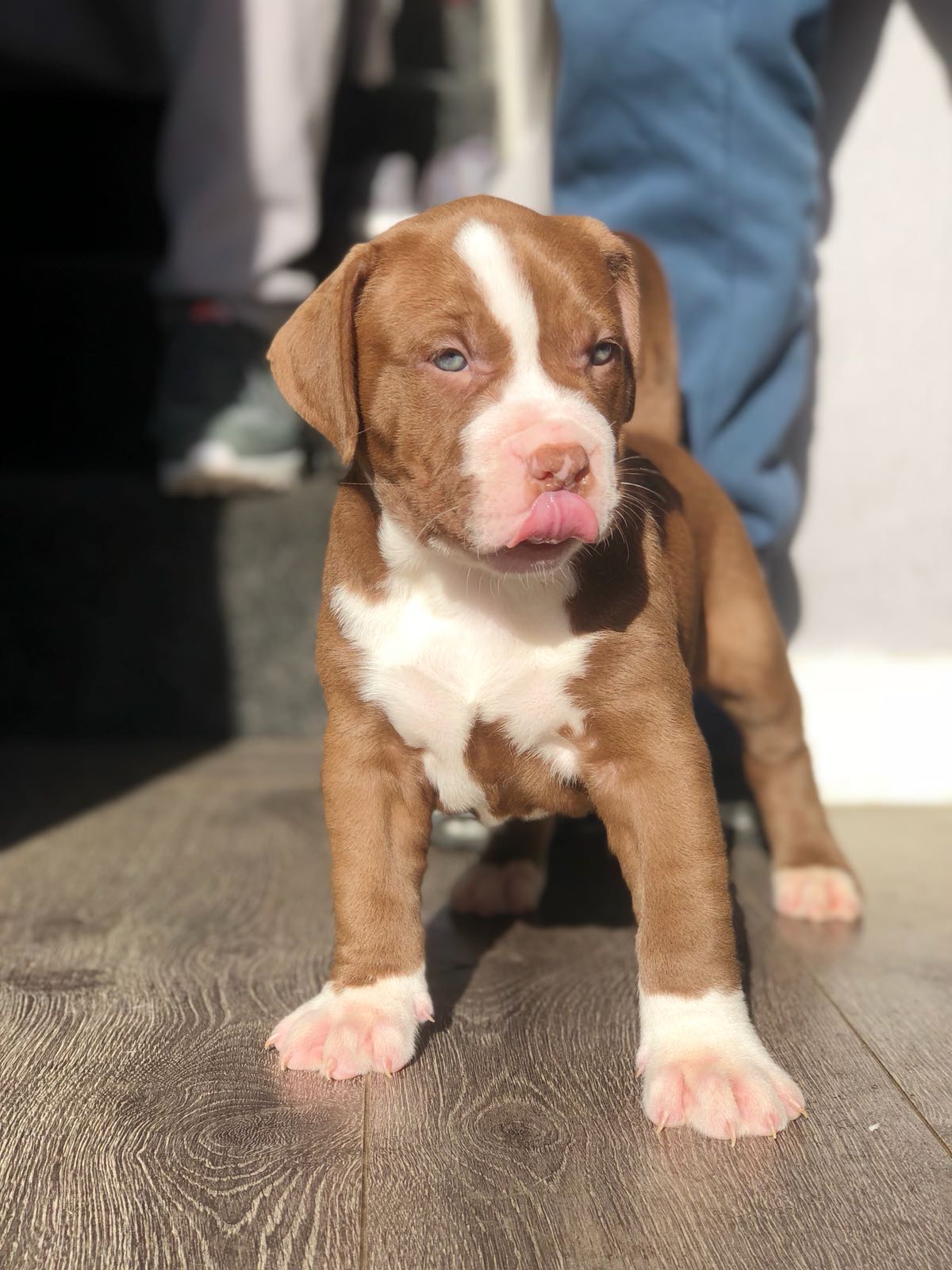 Dog Featured Image