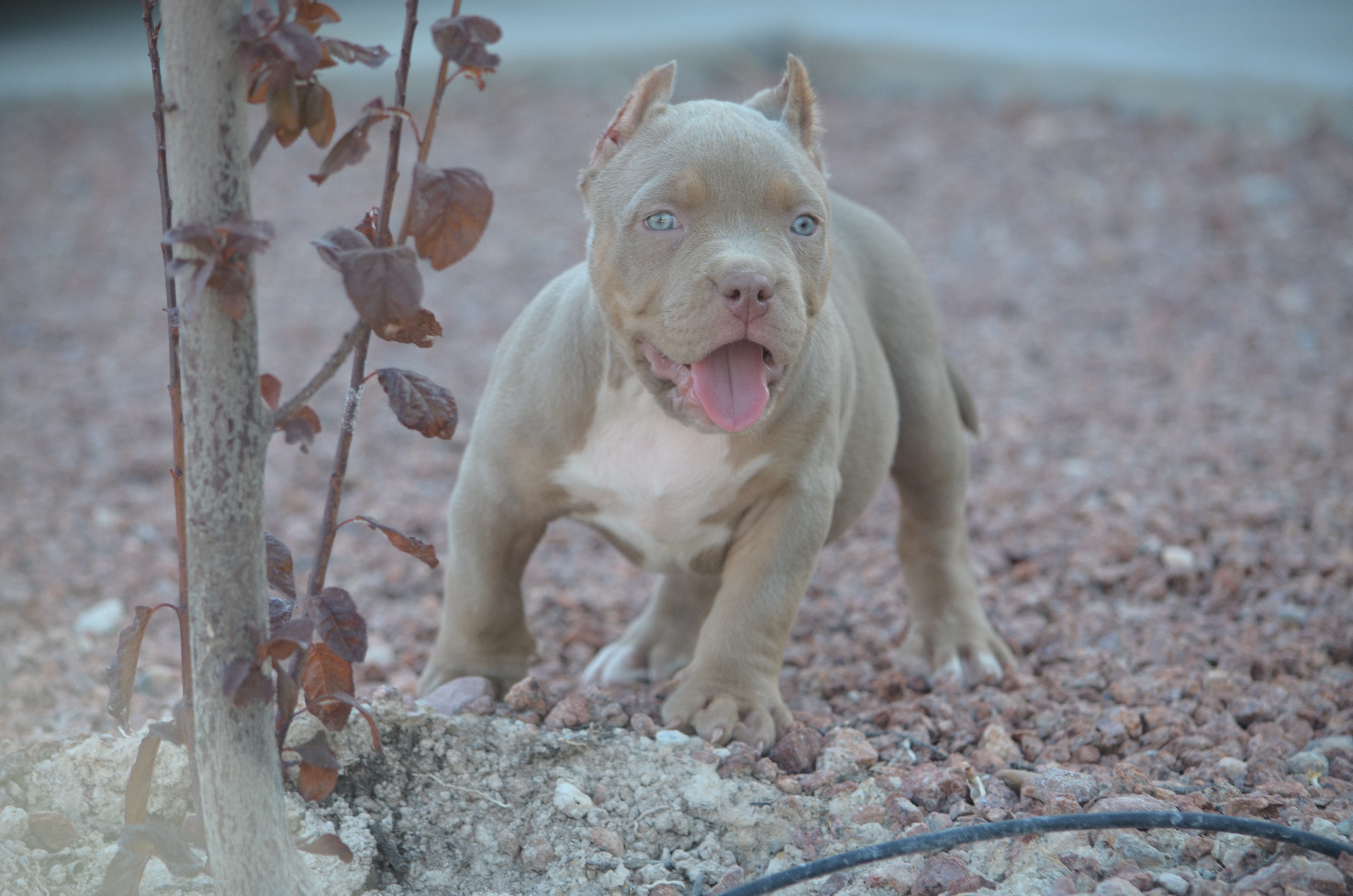 Dog Featured Image
