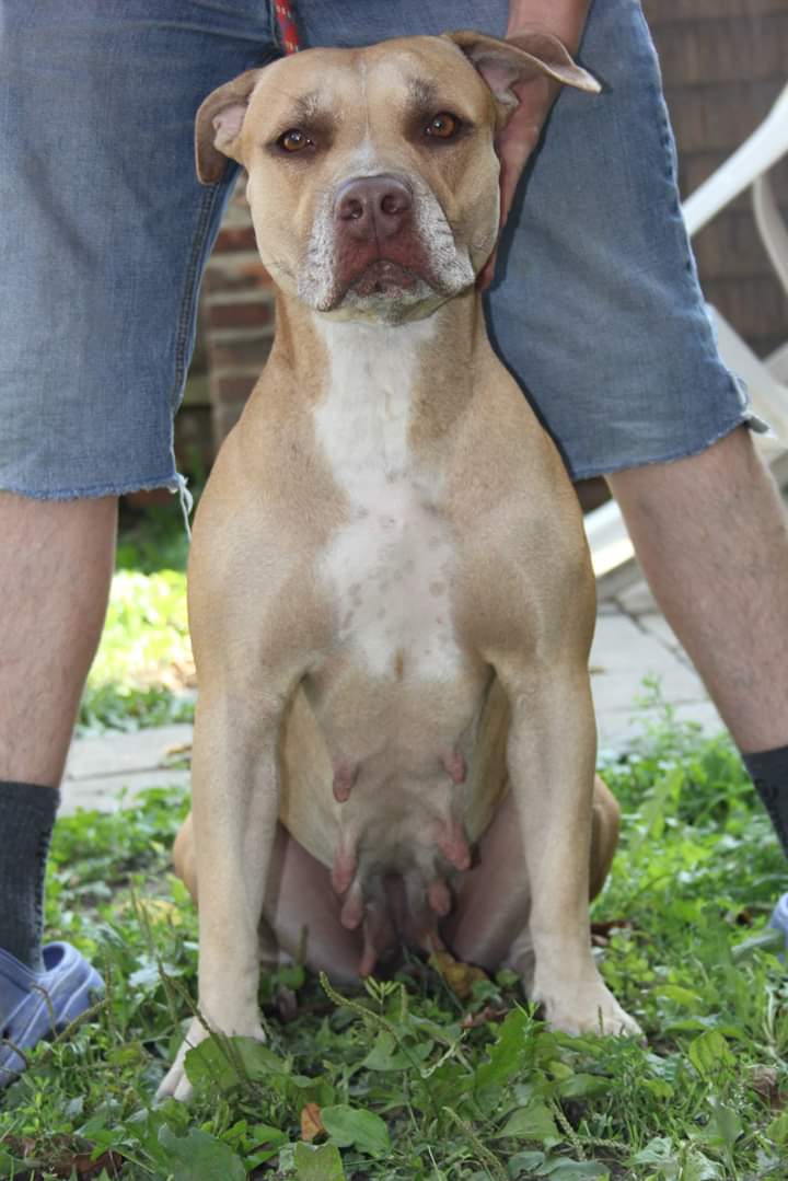 Dog Featured Image