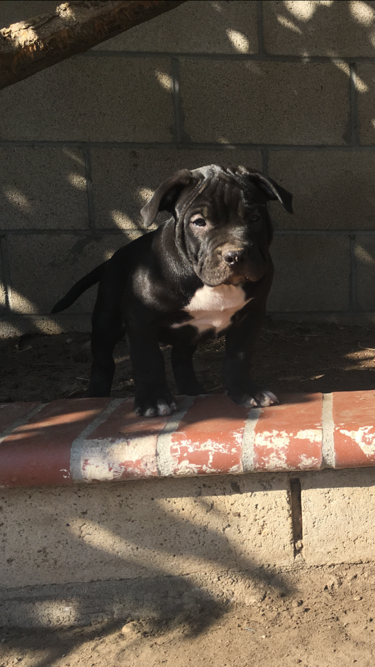 Dog Featured Image