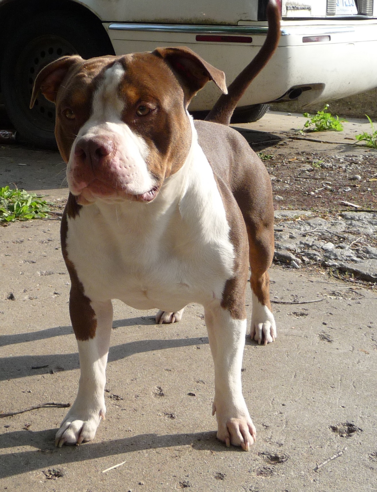 Dog Featured Image