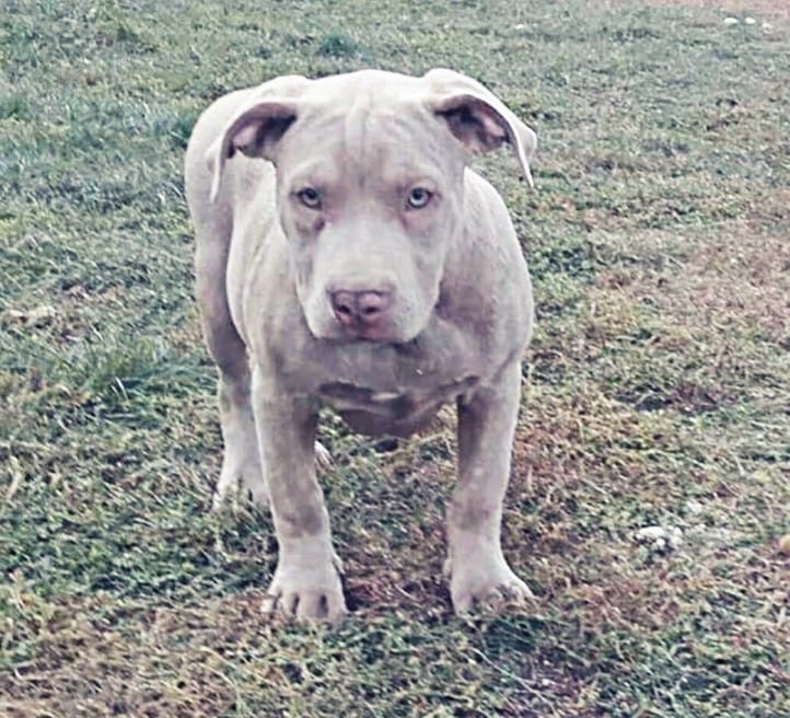 Dog Featured Image