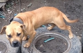 Dog Featured Image