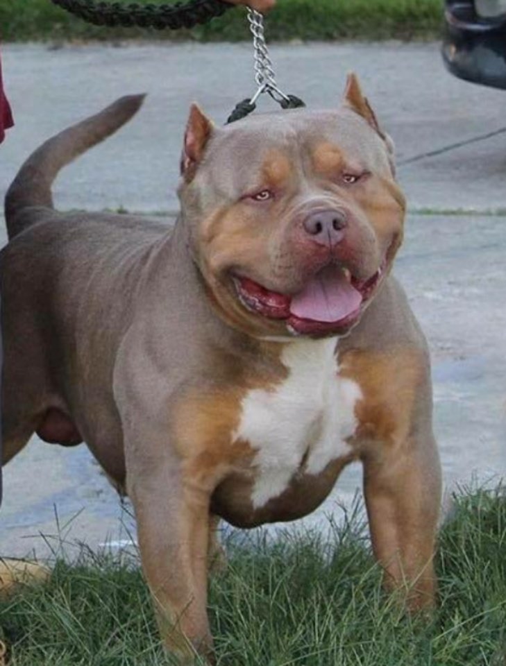 Dog Featured Image