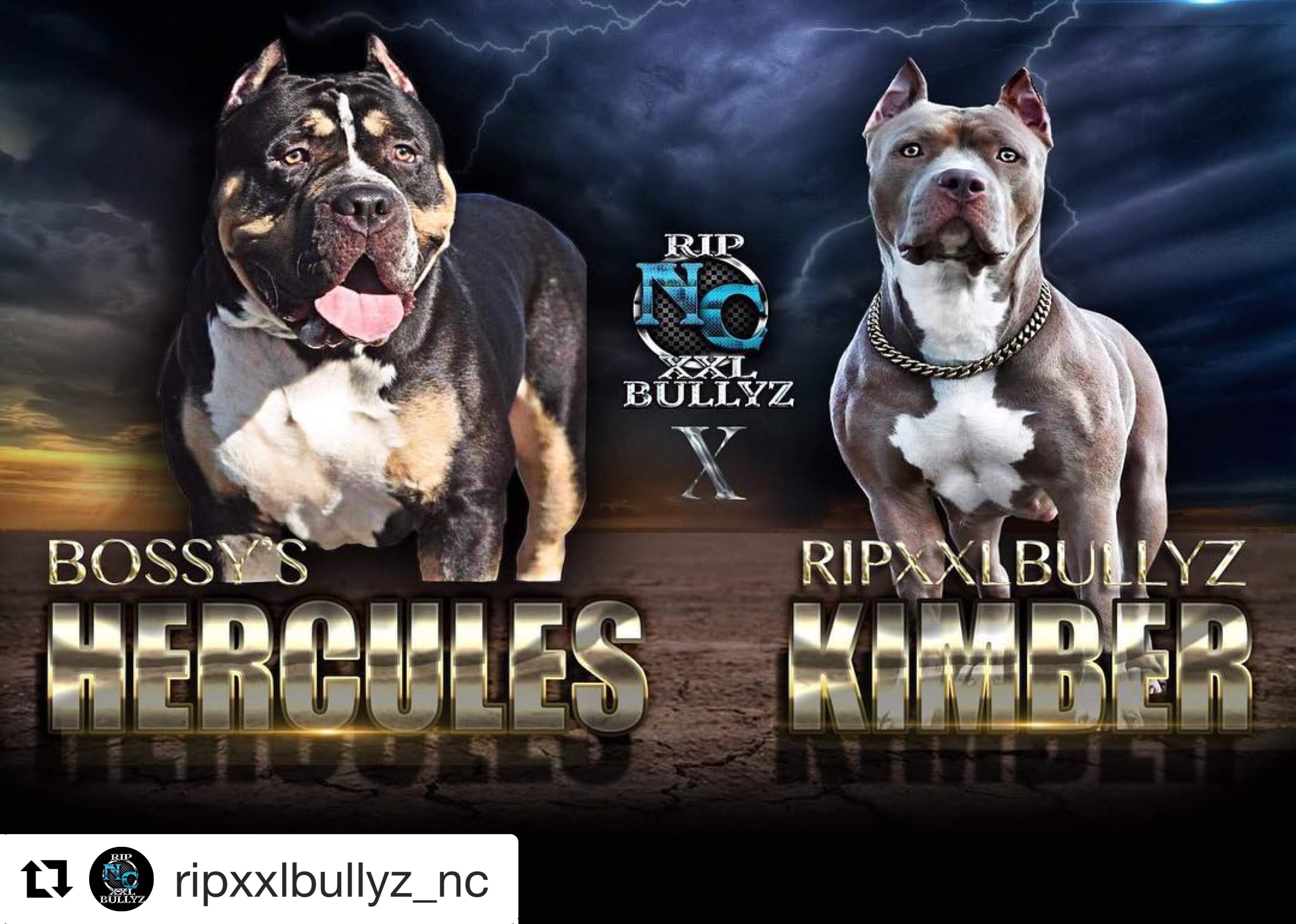 Bossy Hercules X Ripxxbullyz kimber - Pitpedia
