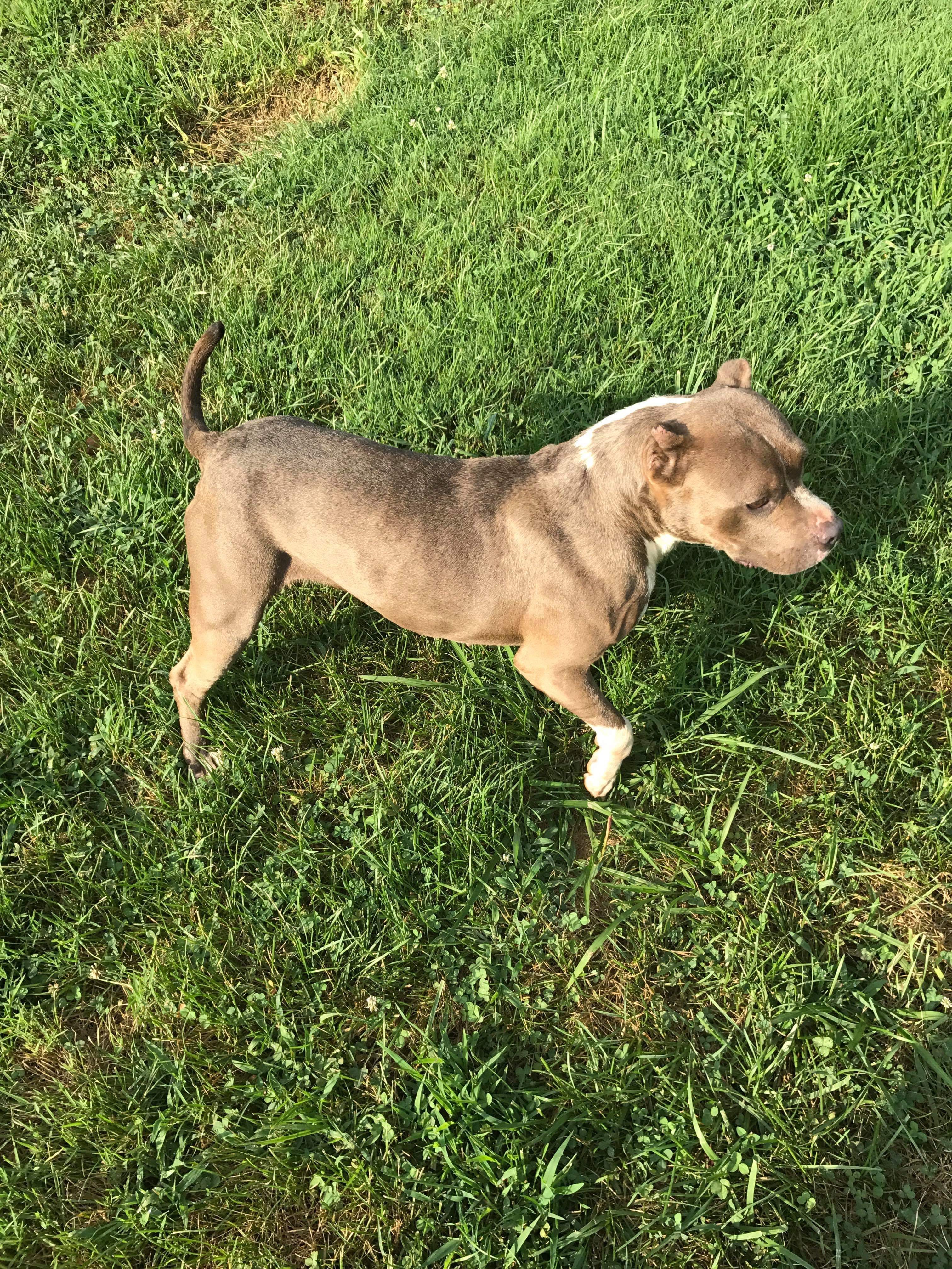Dog Featured Image