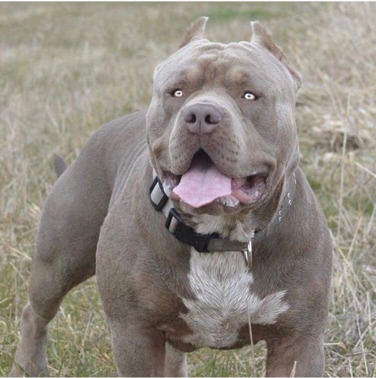 Top Dog S Boogie Man Pitpedia