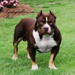 Dog Featured Image