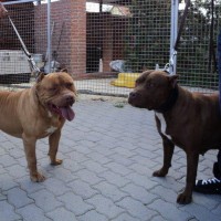 Dog Featured Image