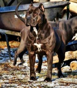 Dog Featured Image