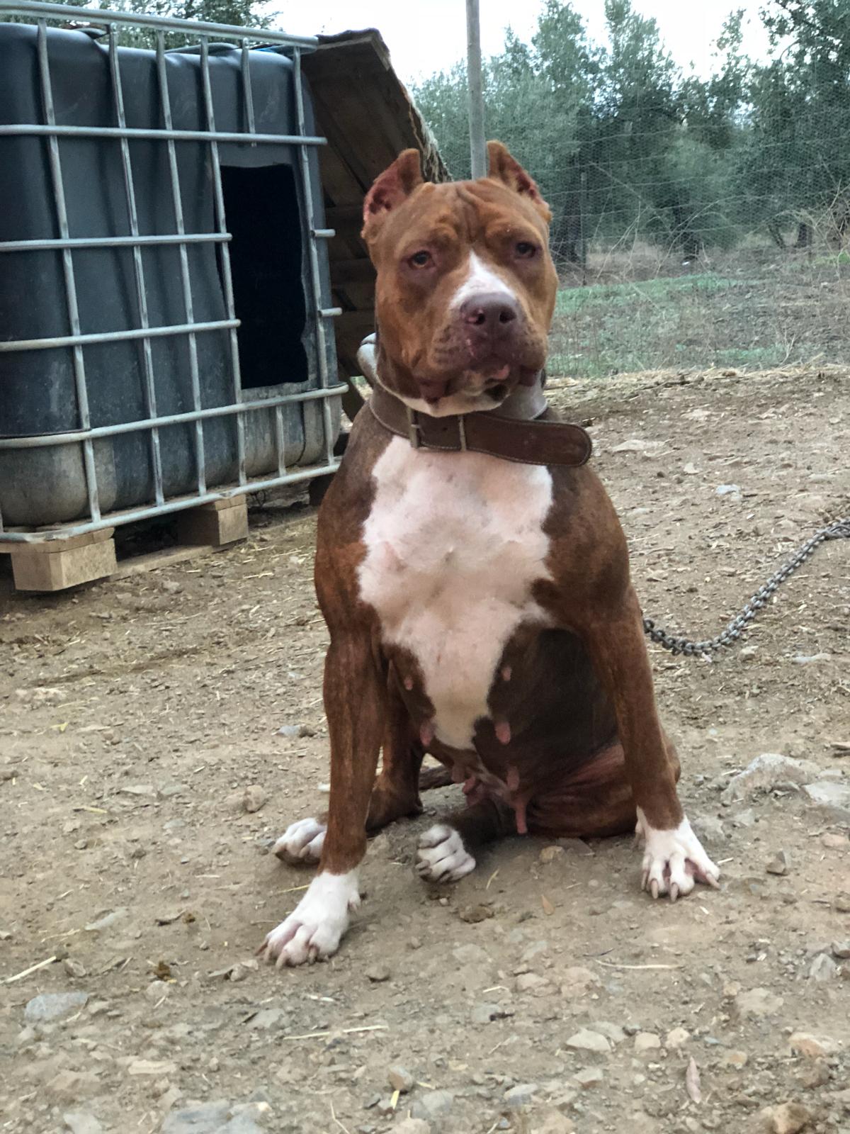 Dog Featured Image