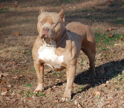 Dog Featured Image
