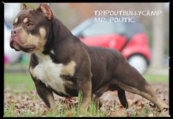 Dog Featured Image