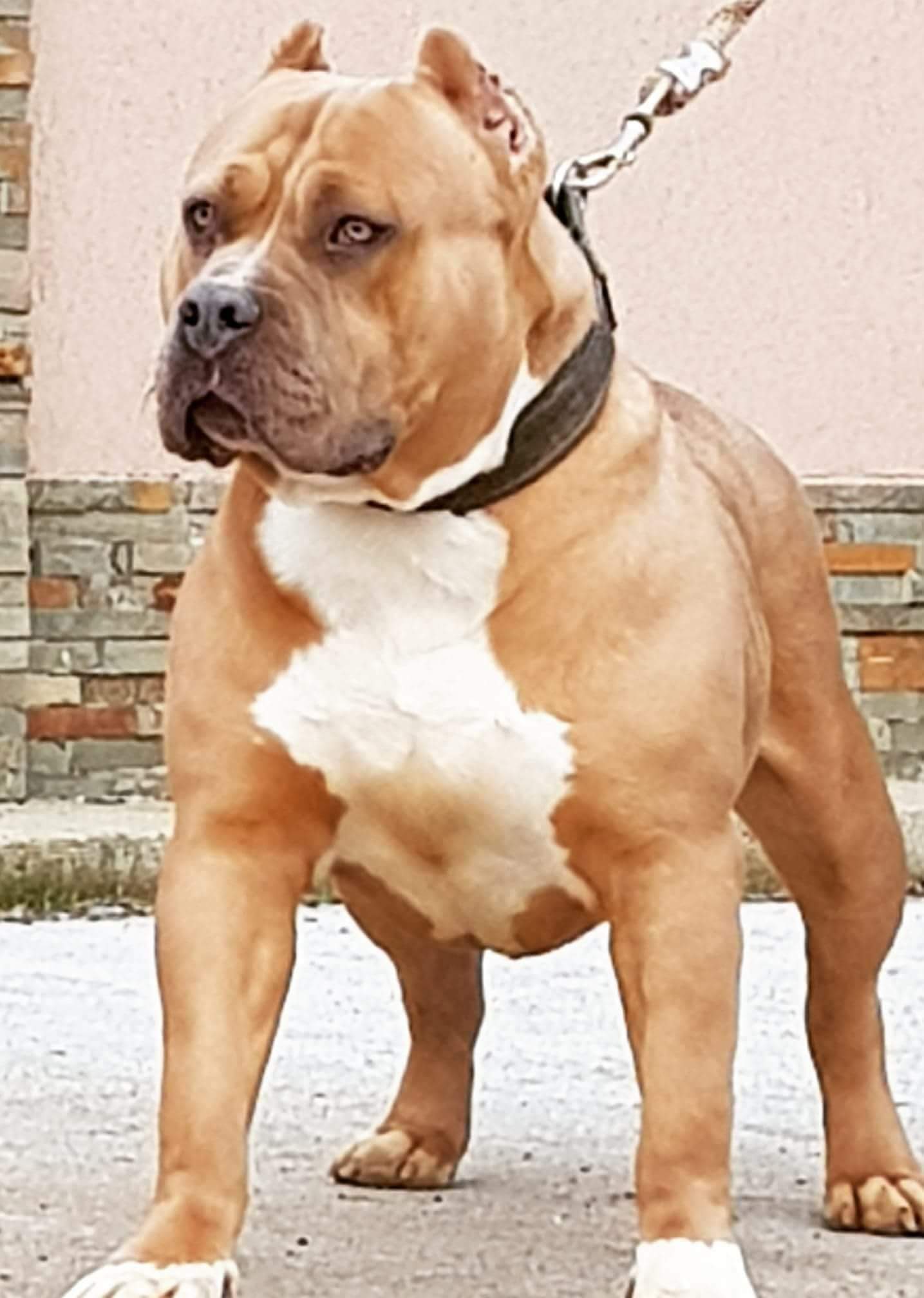 Dog Featured Image