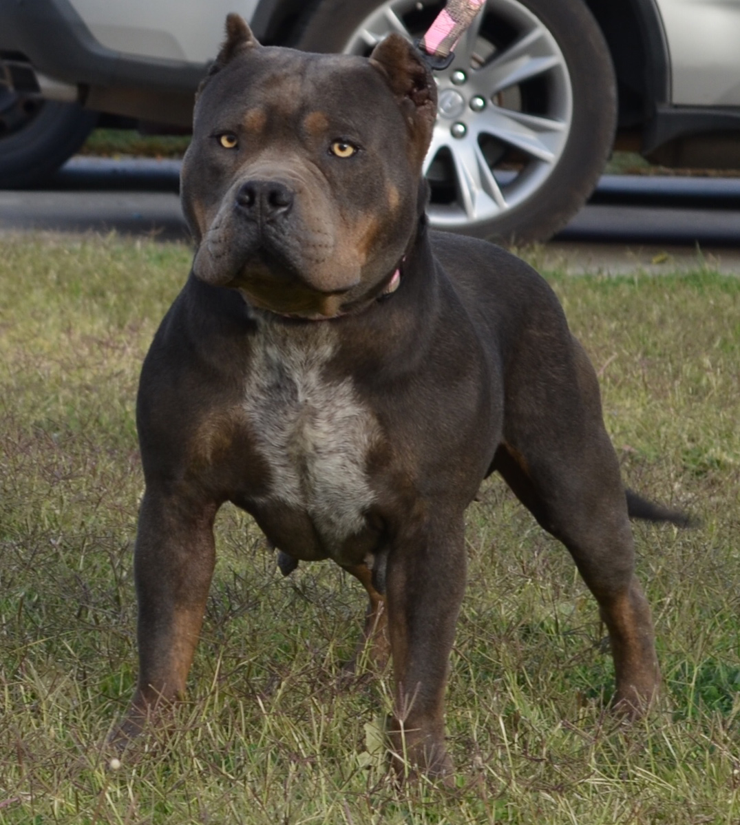 Dog Featured Image