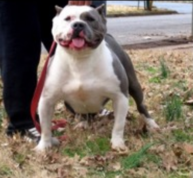 Dog Featured Image