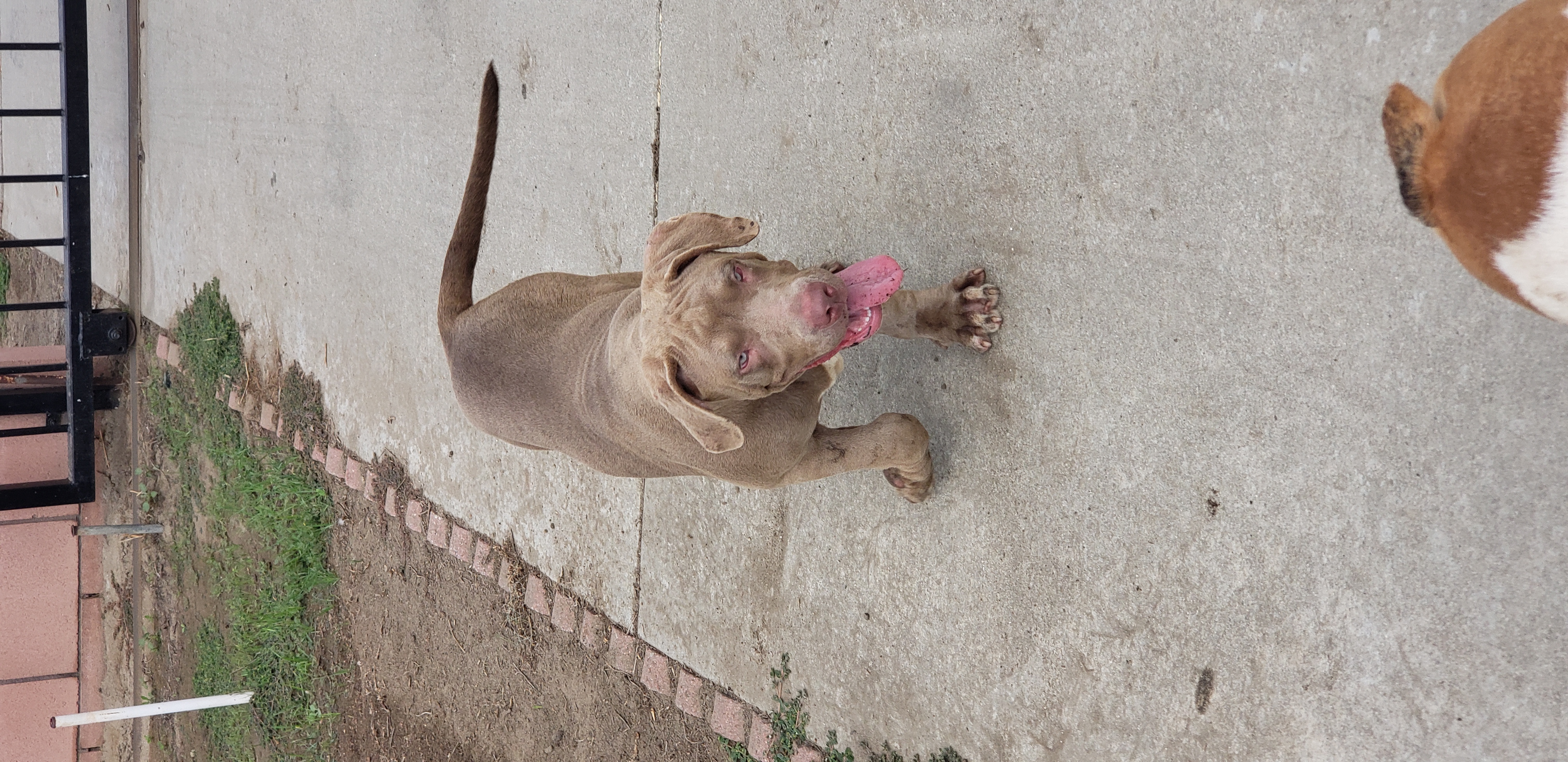 Dog Featured Image