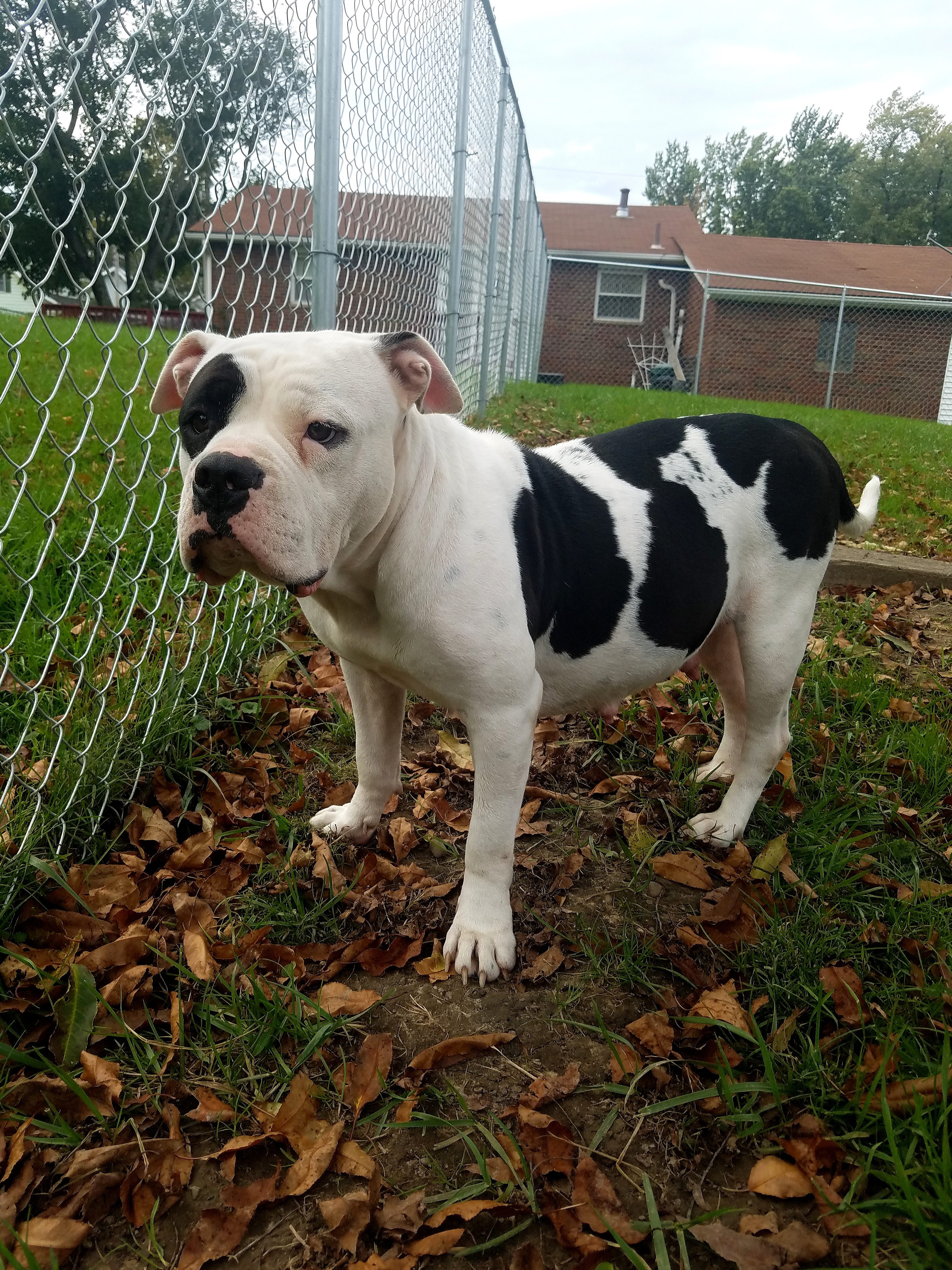 Dog Featured Image