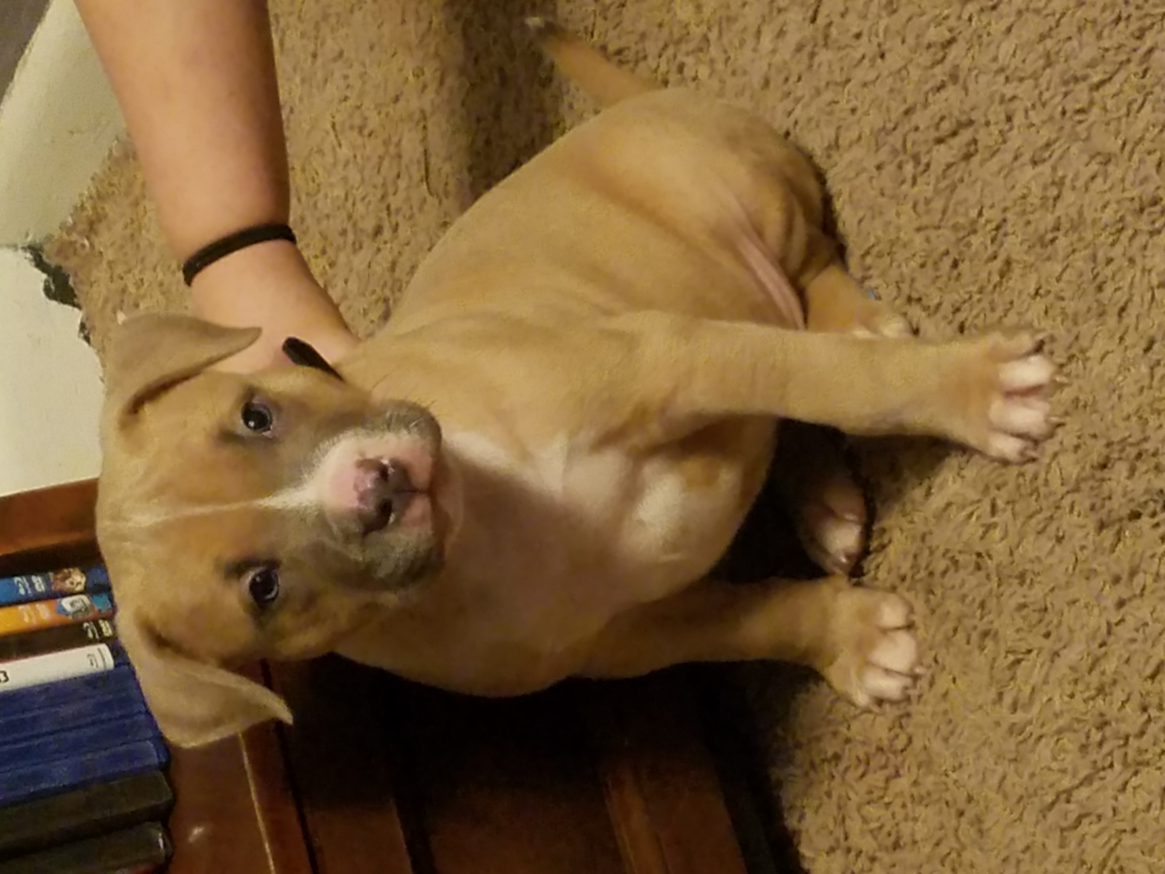 Dog Featured Image