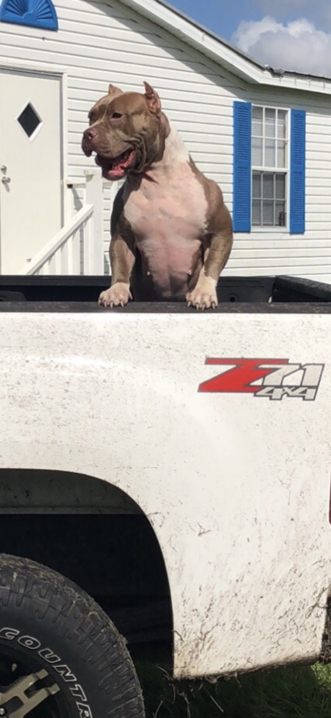 Dog Featured Image