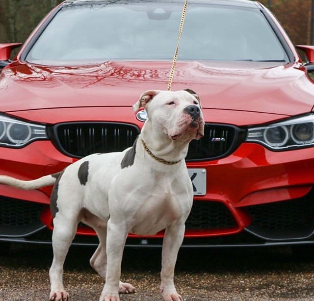 Dog Featured Image