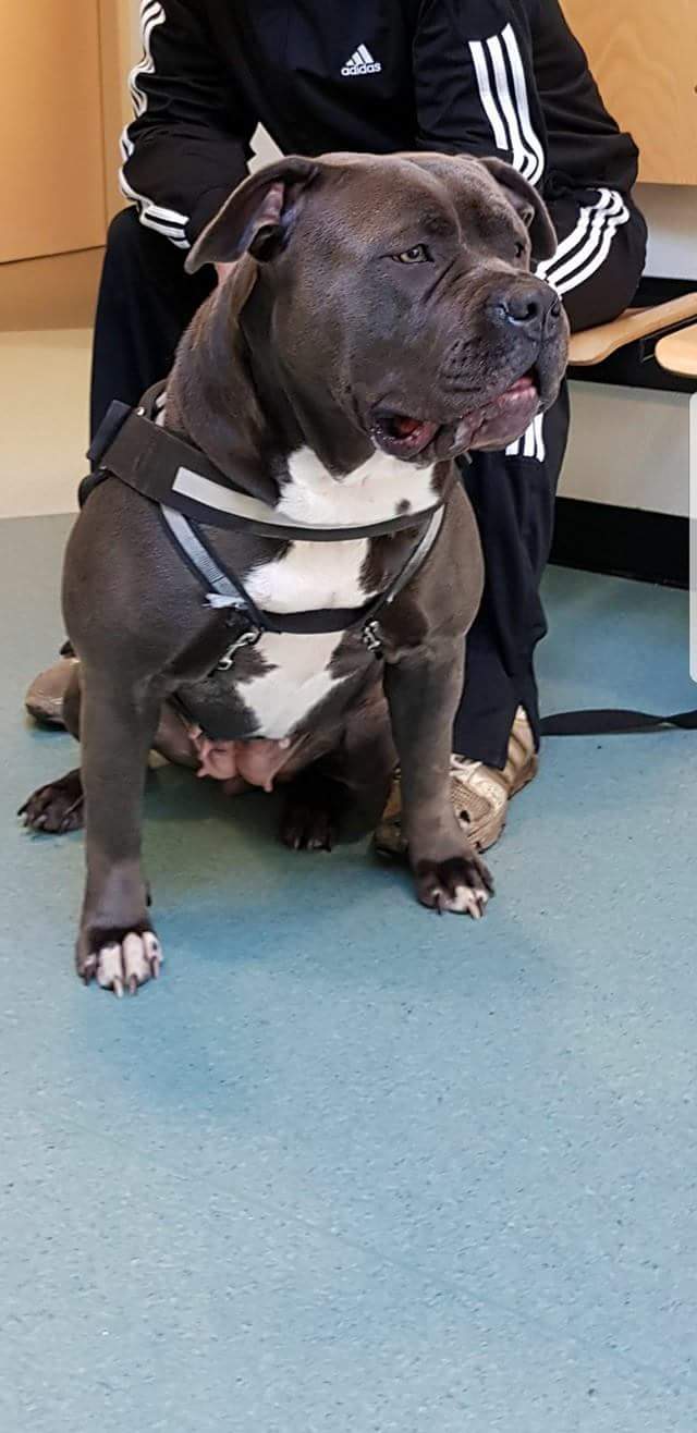 Dog Featured Image
