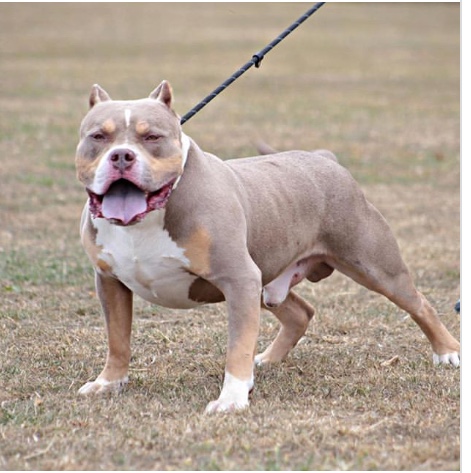 Dog Featured Image