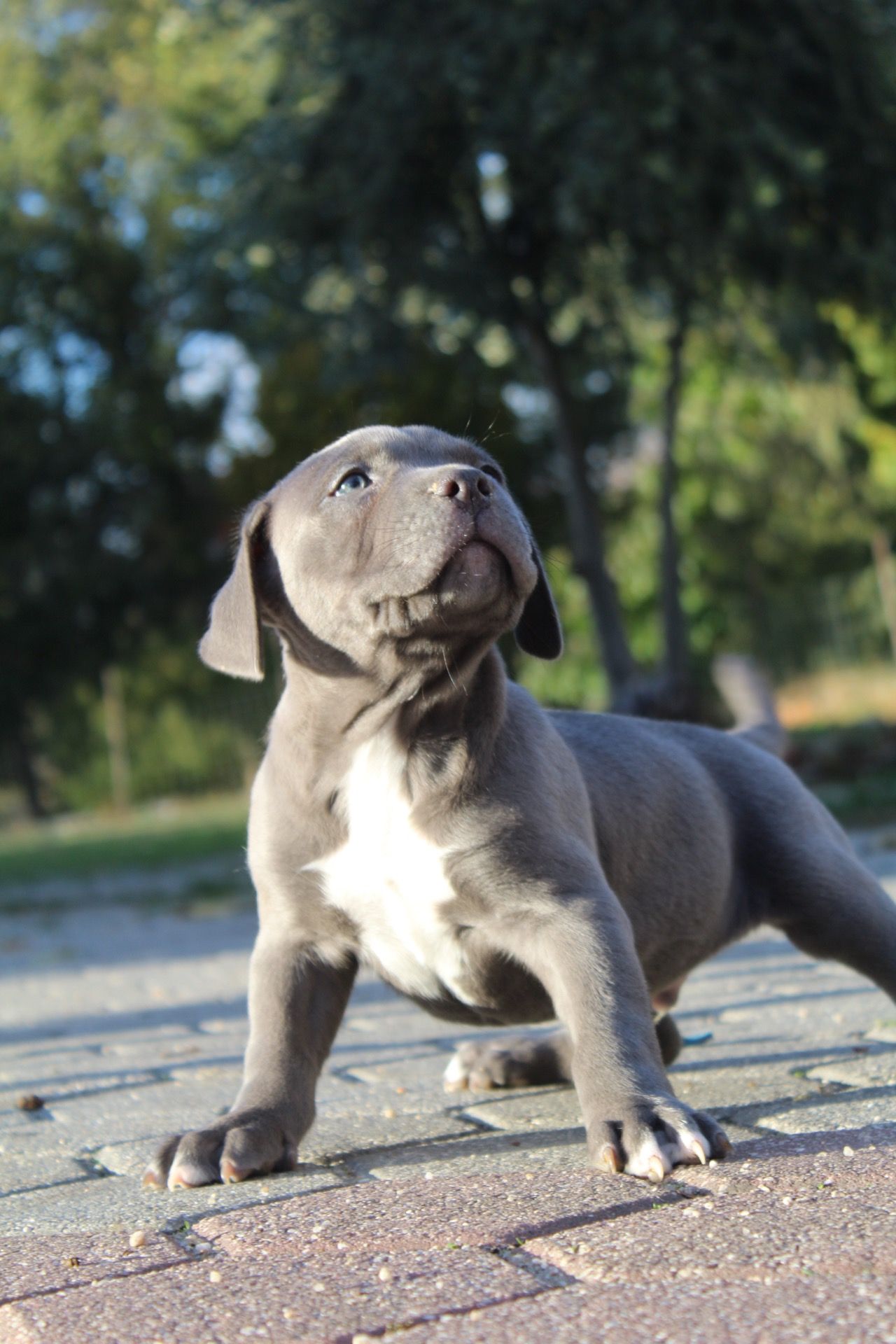 Dog Featured Image