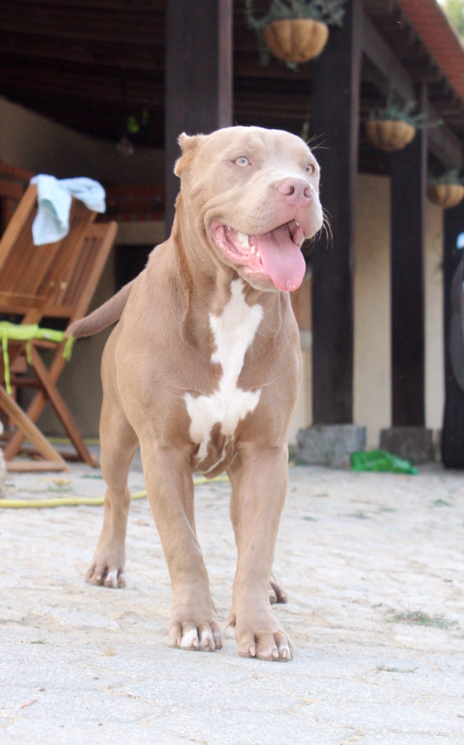 Dog Featured Image