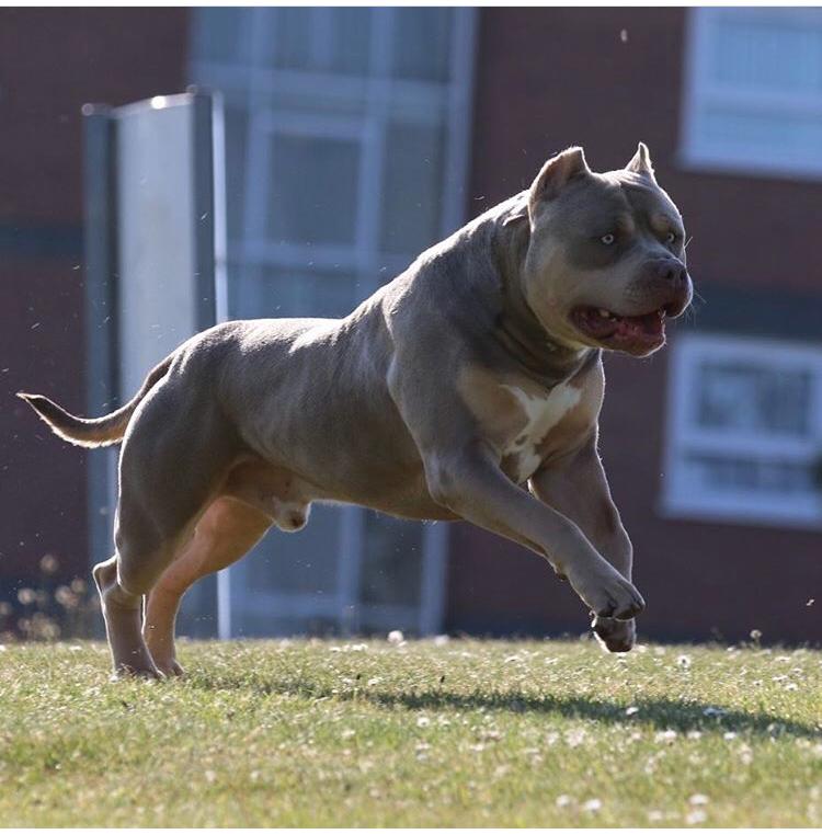 Dog Featured Image