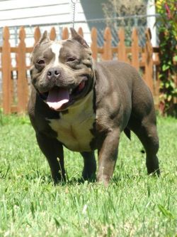 Dog Featured Image