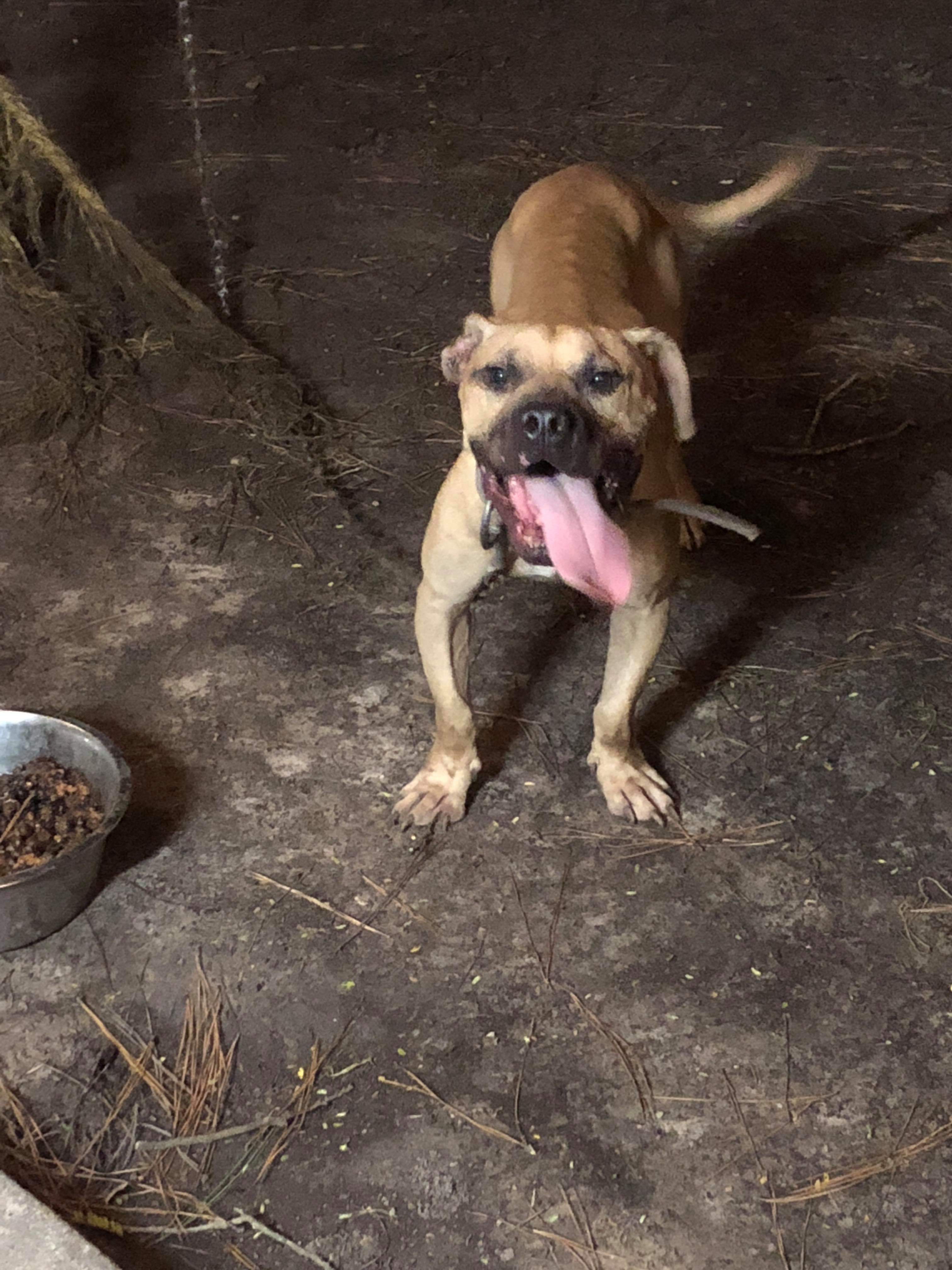 Dog Featured Image