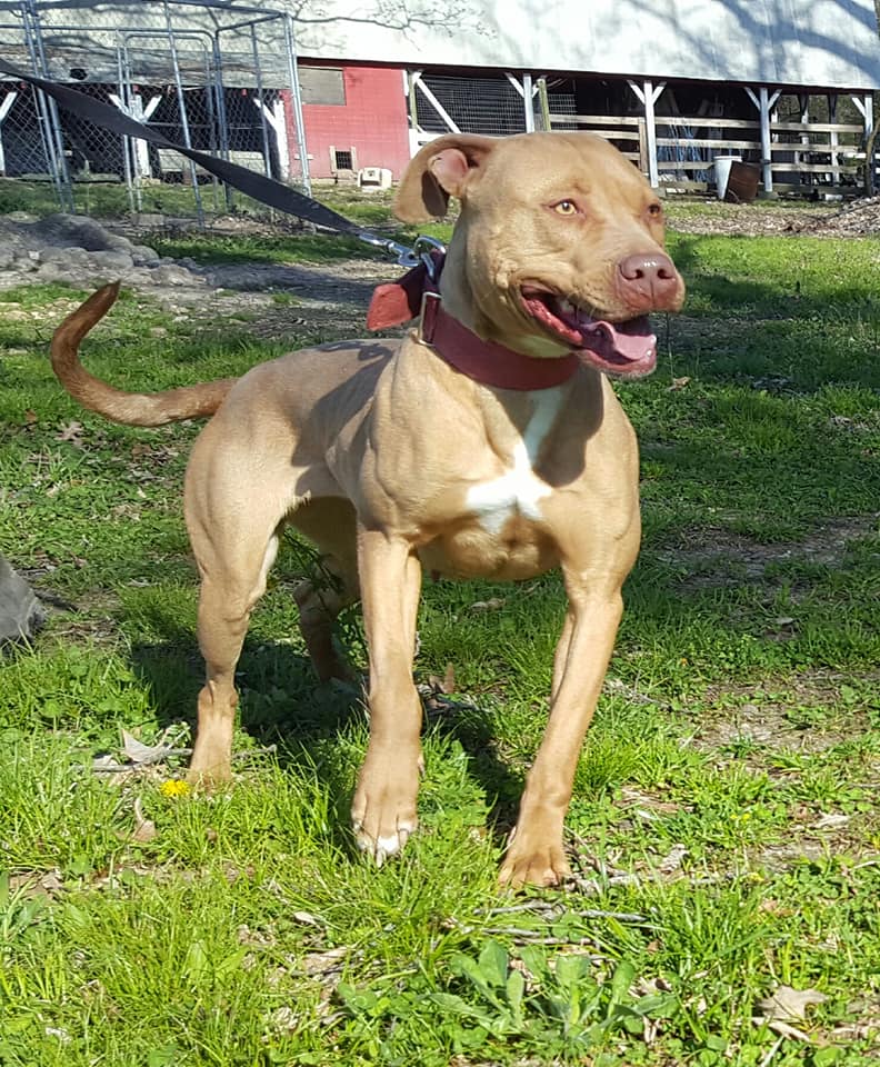 Dog Featured Image