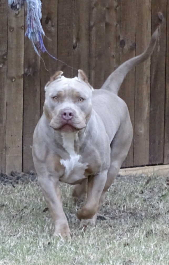 Dog Featured Image
