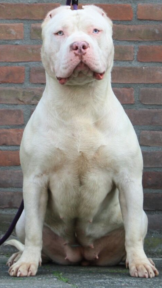Dog Featured Image