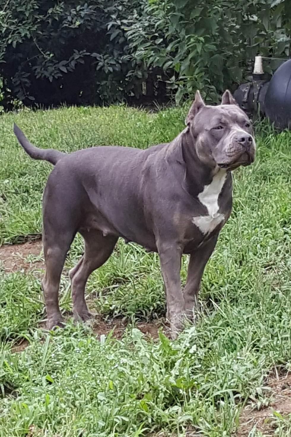 Dog Featured Image