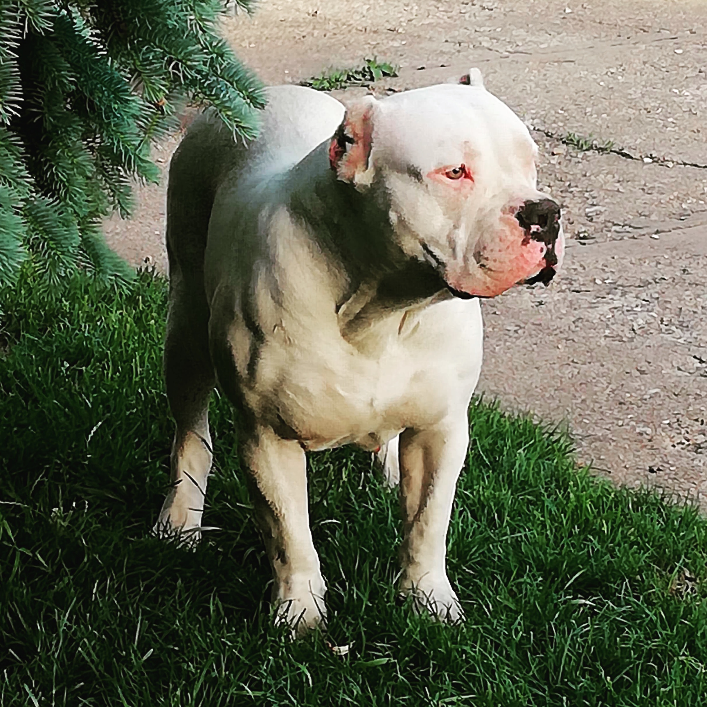 Dog Featured Image