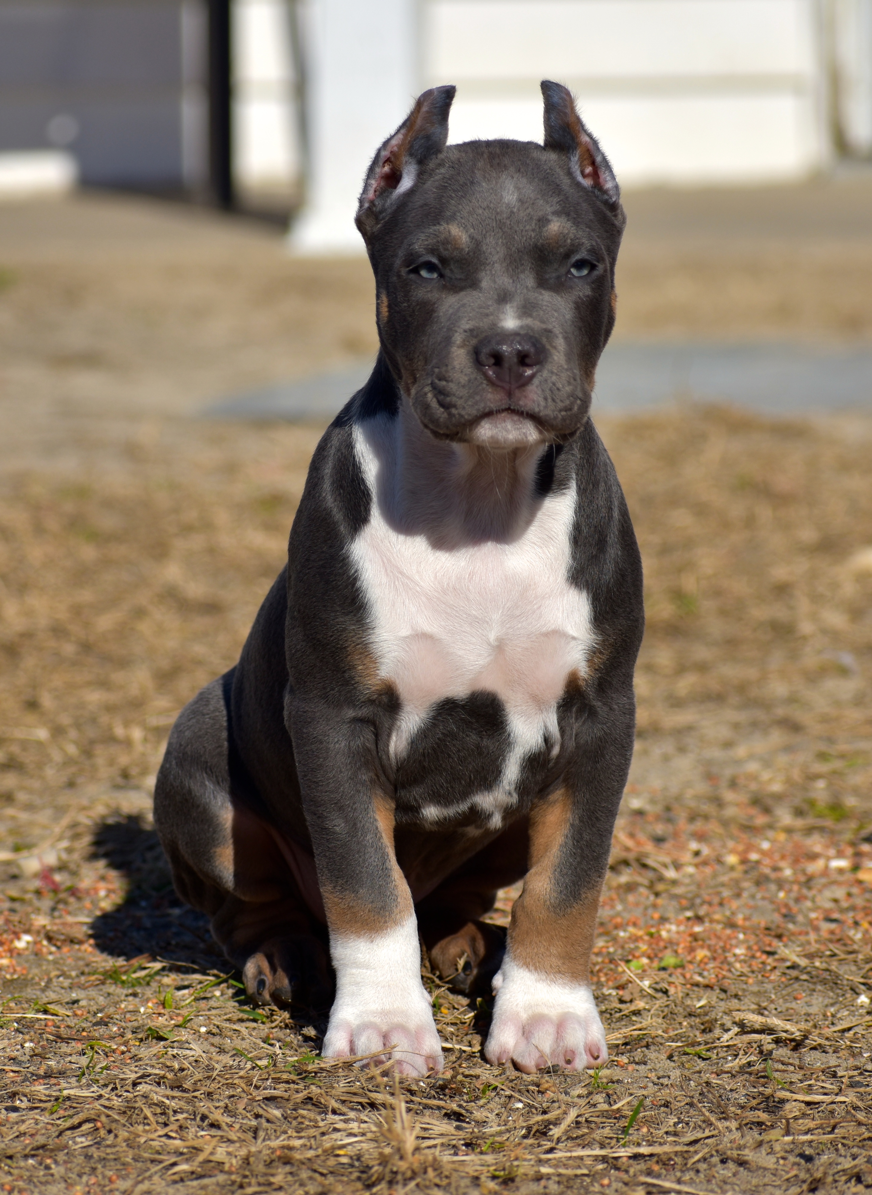 Dog Featured Image