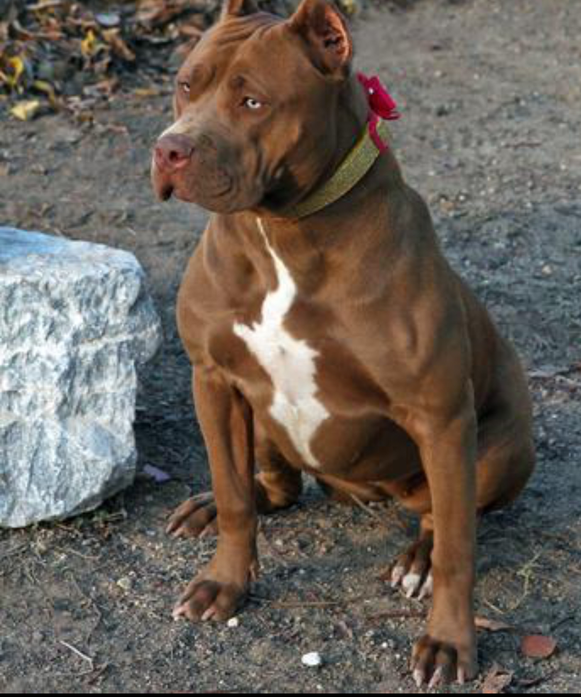 Pitbull brown