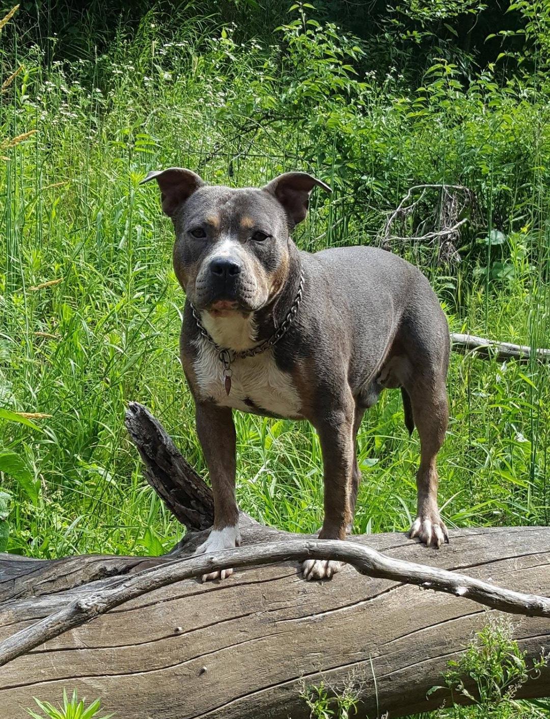 Dog Featured Image