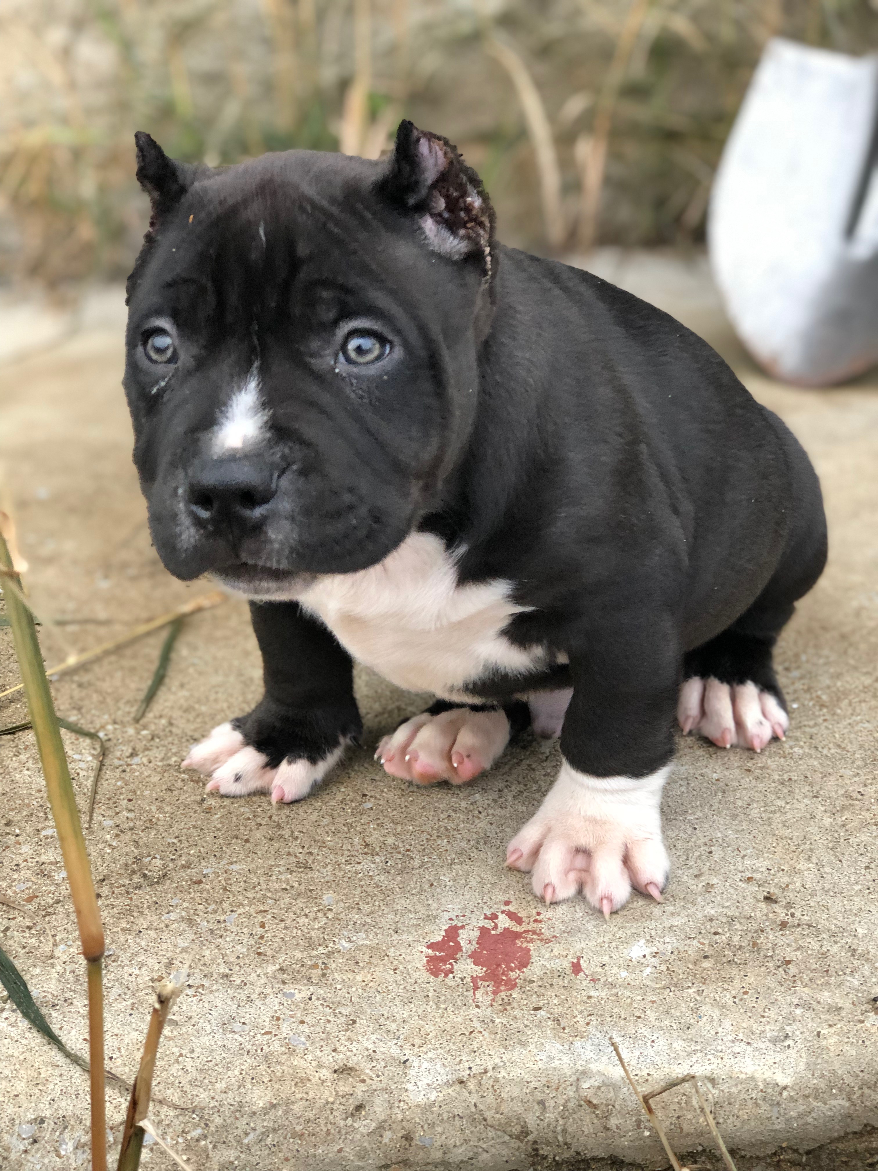 Dog Featured Image