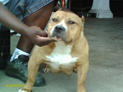 Dog Featured Image