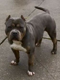 Dog Featured Image